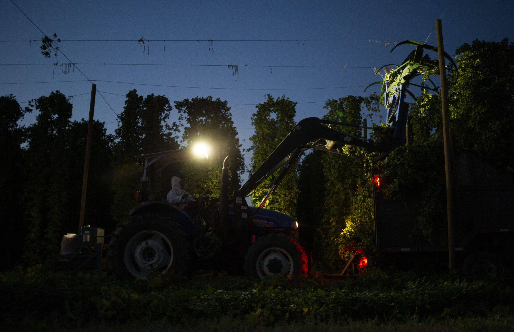 Night Hop Harvest at Morrier Ranch